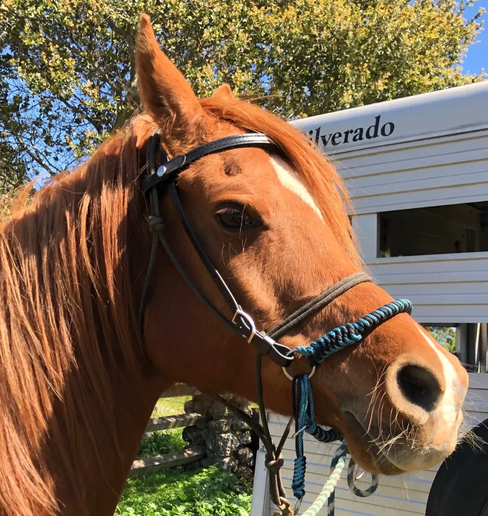 DDBC5153-4F5D-4BAA-8C36-742FE0F5729A (1).webp