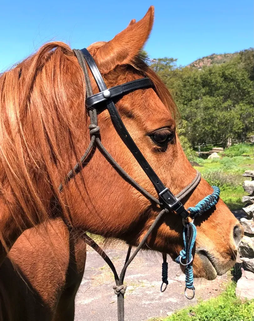 EAD4ADE8-EA16-491B-B128-E8BA9FD81FCA (1).webp