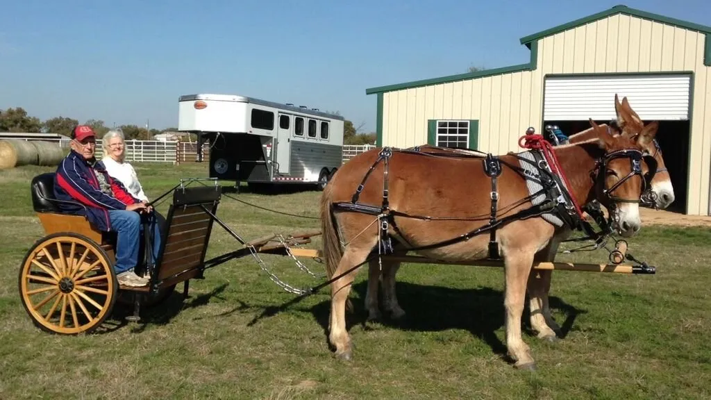 Deluxe Pleasure Harness – Collar & Hames – Cob, Horse & Cross (Single, Cob, Square, No Check, Curved for Straight Shafts)