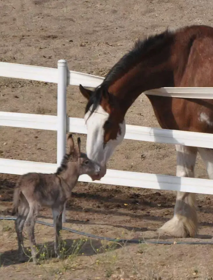 Pleasure Harness – Collar & Hames – Draft Horse (Single, No Check, Curved for Straight Shafts, Bolt In, Slotted Ends)