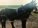 Mule Team Harness – Lone Star Hames – Collar Seperate