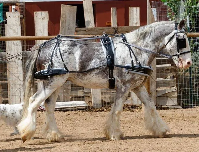 Deluxe Pleasure Harness – Breastplate – Draft (Single, No Check, V-Shaped, Curved for Straight Shafts, Buckle In, Slotted Ends)