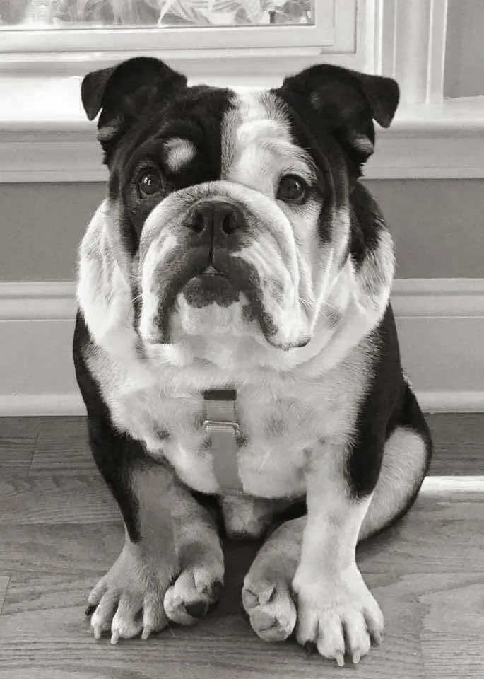 Dog Harness – Figure 8 Style – Help Dogs in Need