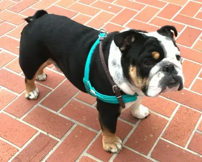 Dog Harness – Monty’s Biothane Bulldog Harness – All Proceeds to Dogs in Need!
