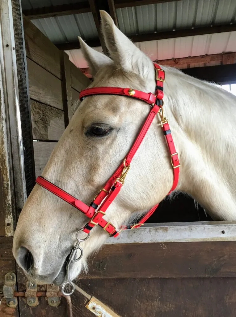 “Smart” Biothane Endurance Bridle and Aluminum Hackamore Bit