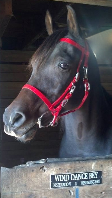 Bridle – Classic Biothane Halter Bridle (Mini, Standard Weight BETA, Black, Brass)