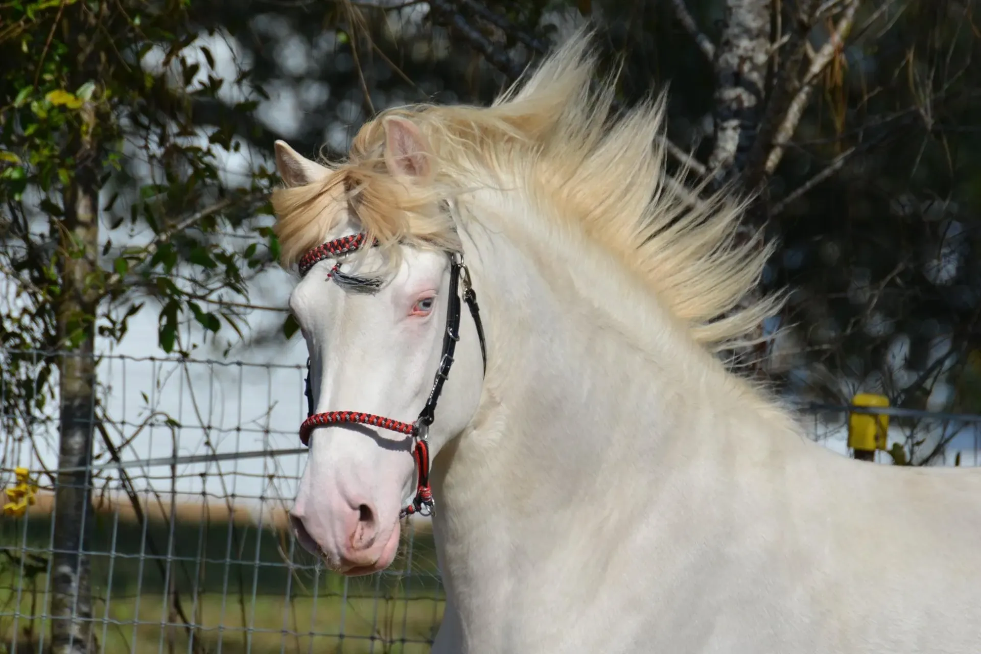 Super Smart Biothane KIT – For Vudu Tack & Crafts LLC