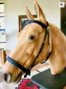 Bridle – Classic Trail or Schooling Bridle